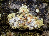Fulgensia fulgens image