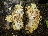Fulgensia fulgens image