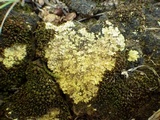 Fulgensia fulgens image