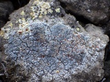 Caloplaca teicholyta image