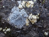 Caloplaca teicholyta image