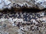Alyxoria varia image