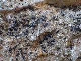 Alyxoria varia image