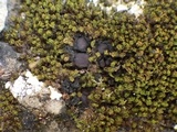 Collema tenax var. tenax image