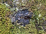 Collema tenax var. tenax image