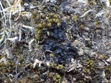 Collema tenax var. tenax image