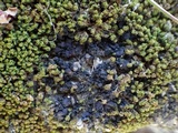 Collema tenax var. tenax image