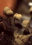 Arcyria pomiformis image