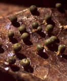 Craterium aureum image