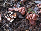 Gymnopus brassicolens var. brassicolens image