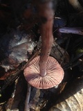 Psathyrella bipellis image
