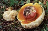 Rubroboletus satanas image