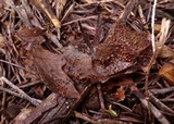 Craterium aureum image