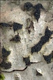 Anthostoma decipiens image