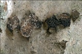 Anthostoma decipiens image