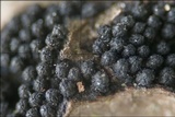 Anthostoma decipiens image