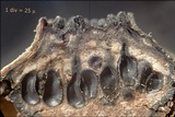 Anthostoma decipiens image