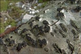 Anthostoma decipiens image