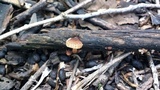 Heliocybe sulcata image