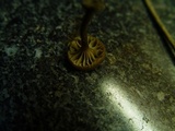 Arrhenia obscurata image