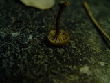 Arrhenia obscurata image