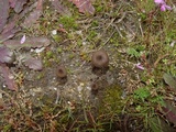 Arrhenia obscurata image