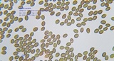 Psilocybe coprophila image