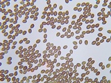 Psilocybe coprophila image