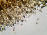 Psilocybe coprophila image