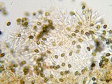Psilocybe coprophila image