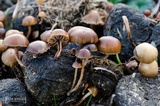 Psilocybe coprophila image