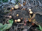 Psilocybe coprophila image