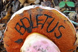 Rubroboletus eastwoodiae image