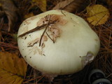 Amanita citrina f. lavendula image