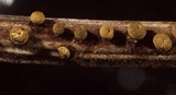 Craterium aureum image