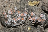 Psora decipiens image