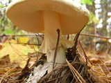 Amanita citrina f. lavendula image