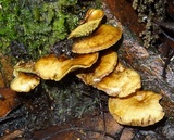 Boletinellus exiguus image