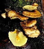 Boletinellus exiguus image