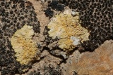 Fulgensia subbracteata image