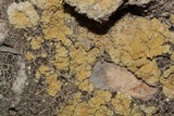 Fulgensia subbracteata image
