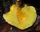 Boletinellus exiguus image