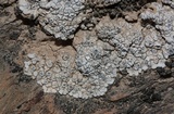 Image of Aspicilia boykinii