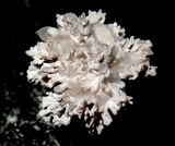 Xylaria cubensis image