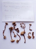 Hodophilus paupertinus image