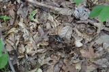 Gliophorus irrigatus image