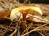 Cystoderma amianthinum image