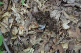 Gliophorus irrigatus image