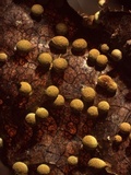 Craterium aureum image