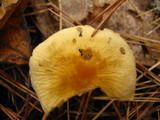 Cystoderma amianthinum image